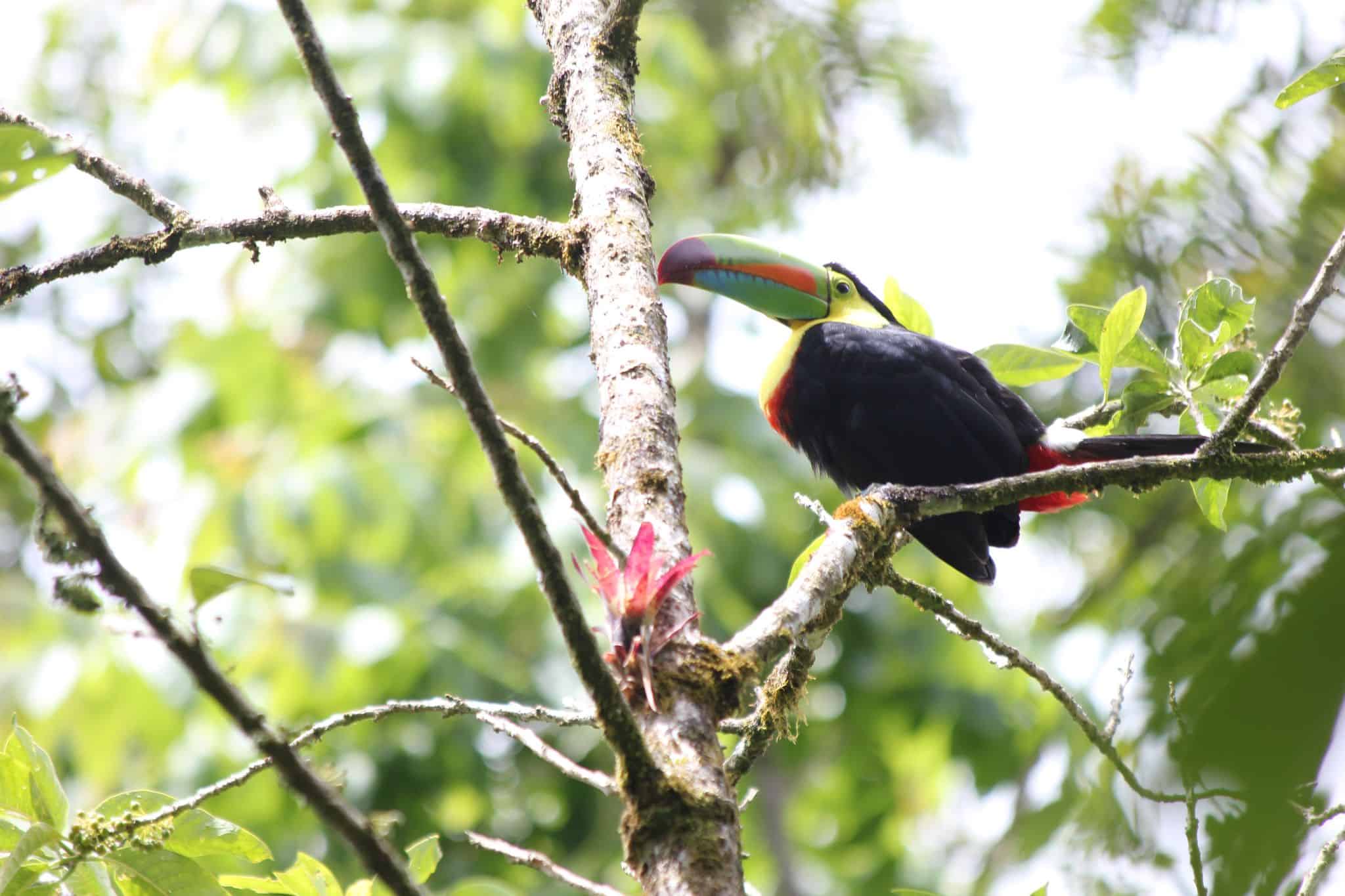 toucan in costa rica