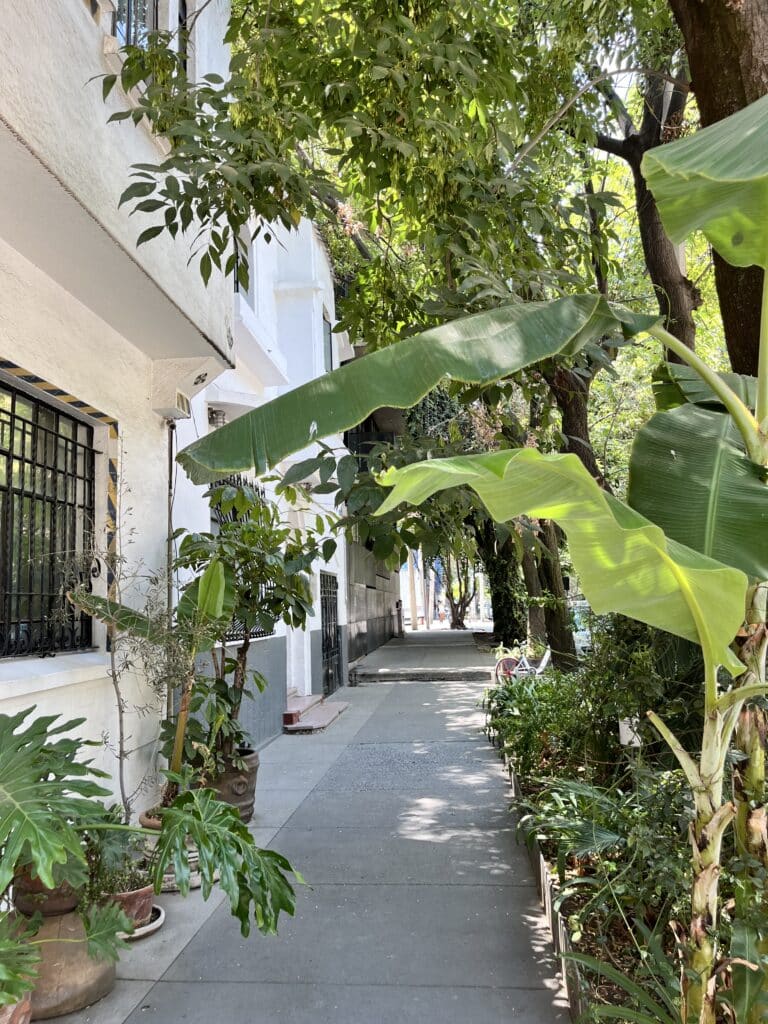 green leafy streets in condesa, one of the best places to stay in mexico city