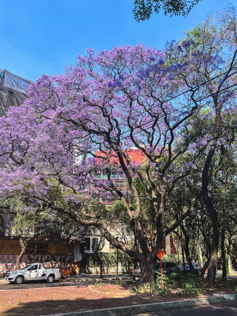 Purple jacaranda trees in full bloom lining a Mexico City street during the best time to visit Mexico City in spring, creating vibrant purple canopies over cars and buildings