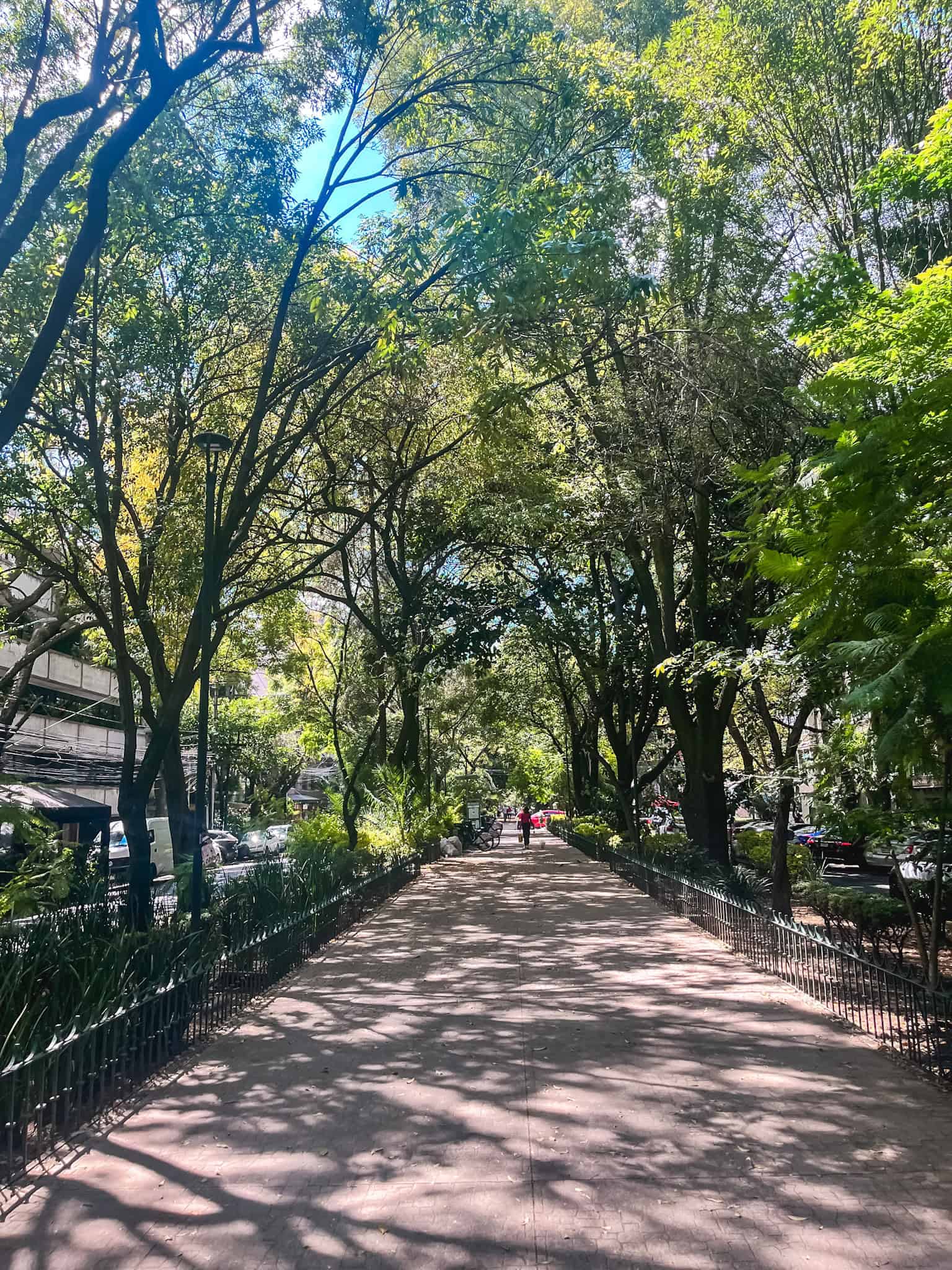 Sunlit tree-canopy walkway in a Mexico City park during the best time to visit Mexico City, with dappled shadows creating perfect conditions for outdoor strolling and exploring