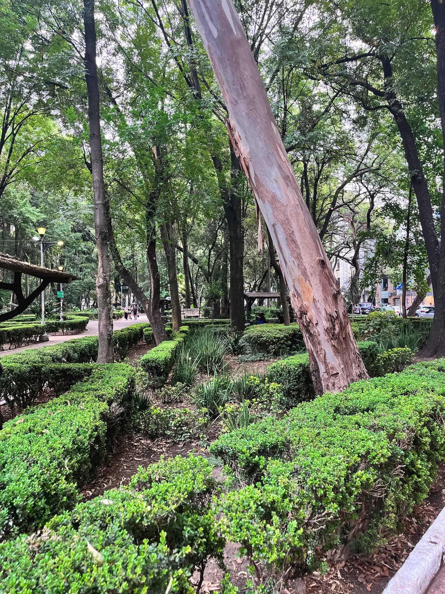 Tree-lined park walkway in Mexico City with manicured landscaping, green hedges, and a distinctive leaning tree trunk creating natural shade