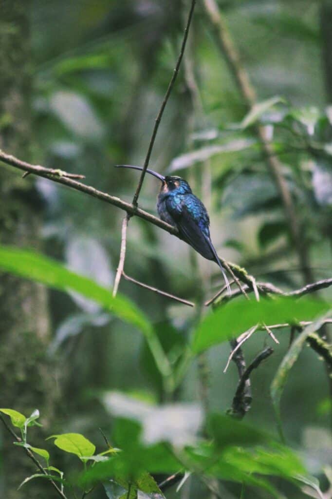 Colorful bird perched on branch in Costa Rican rainforest near Peñas Blancas River