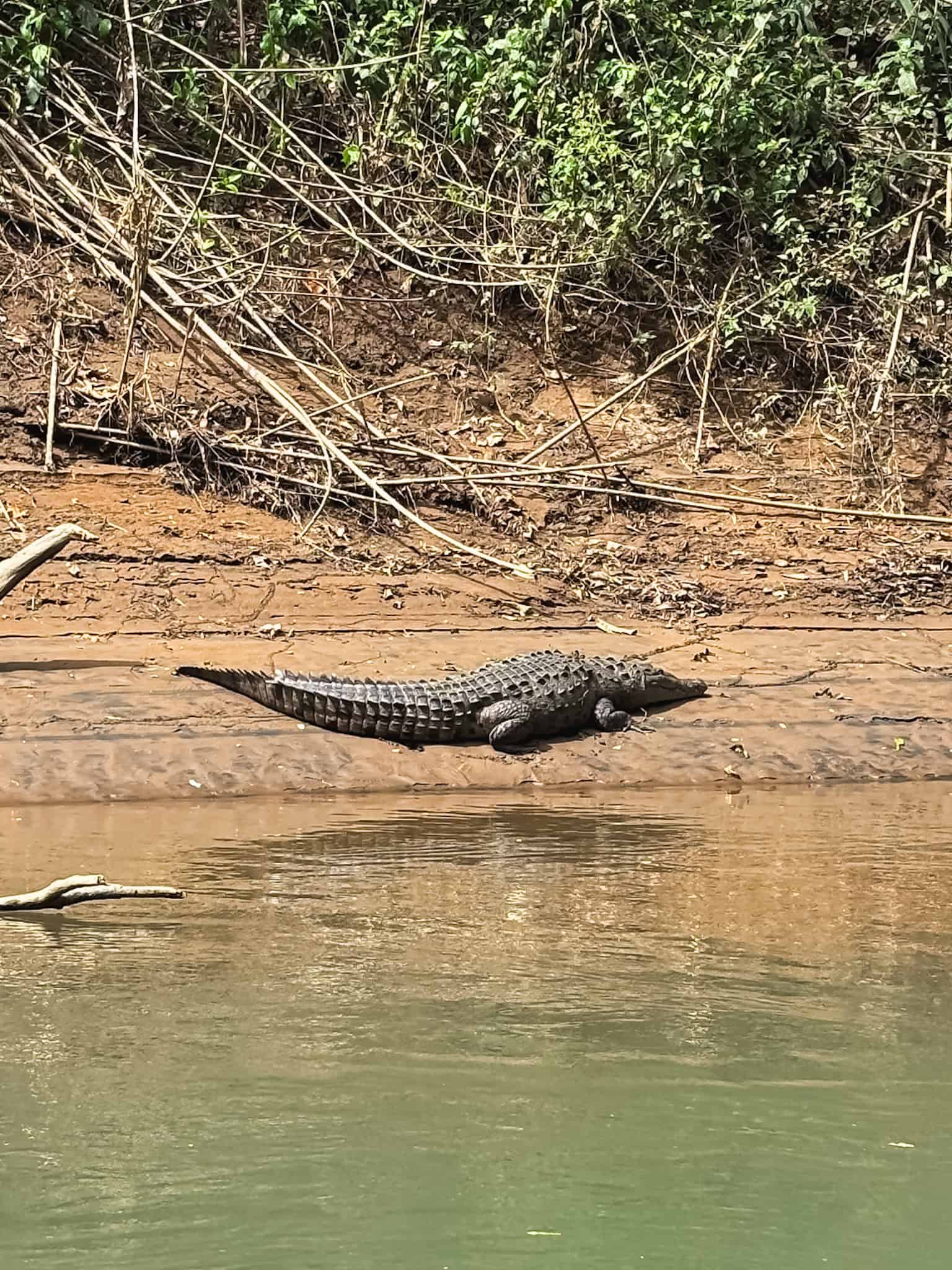 Wild crocodile sunning on muddy riverbank spotted during safari float tour in Costa Rica