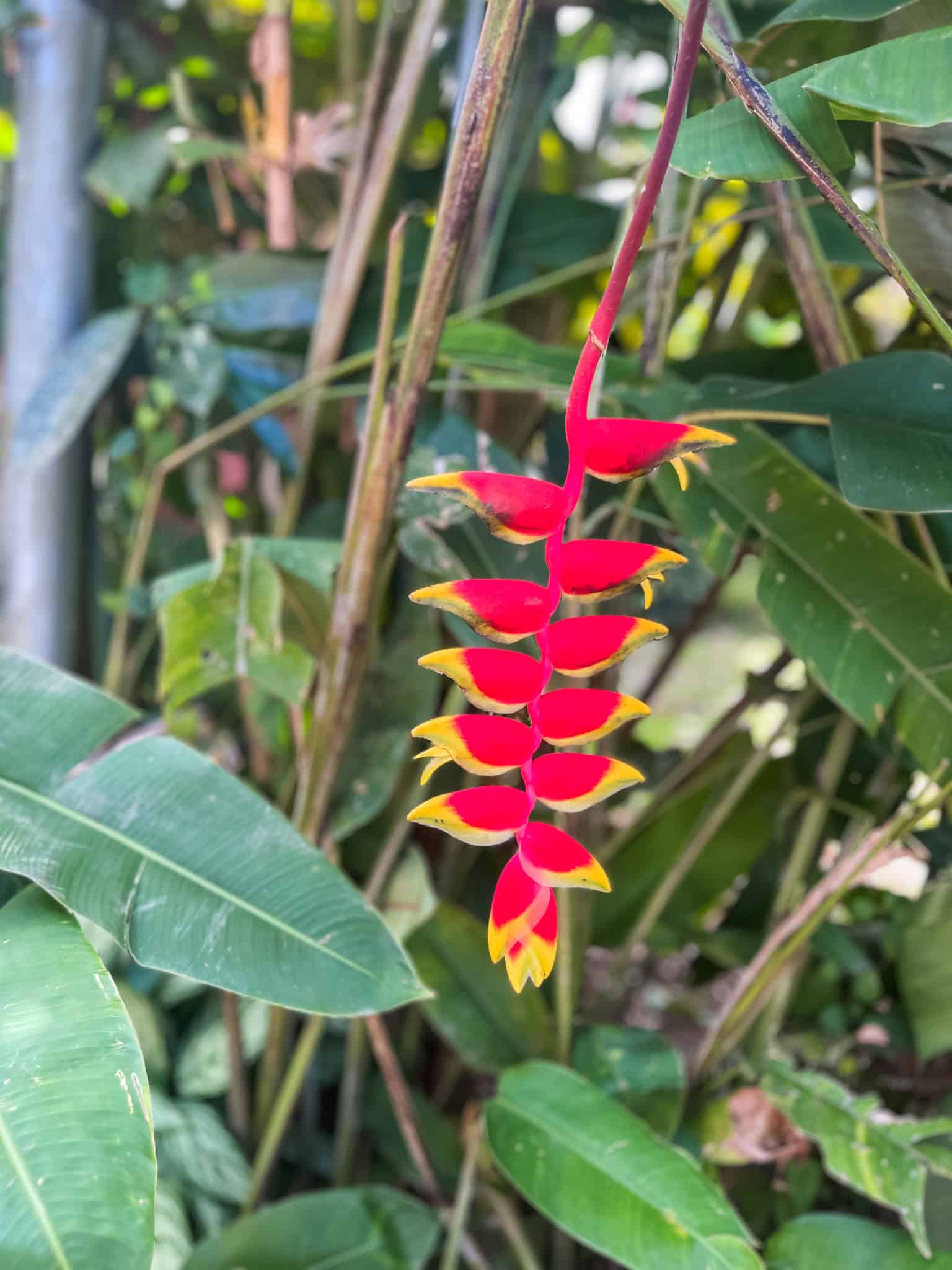 Bright red and yellow heliconia flower spotted along riverbank during safari float La Fortuna tour
