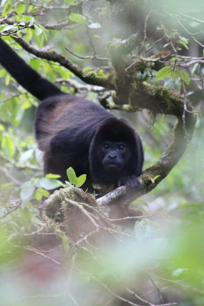 Howler monkey in natural habitat spotted from safari float La Fortuna wildlife viewing tour