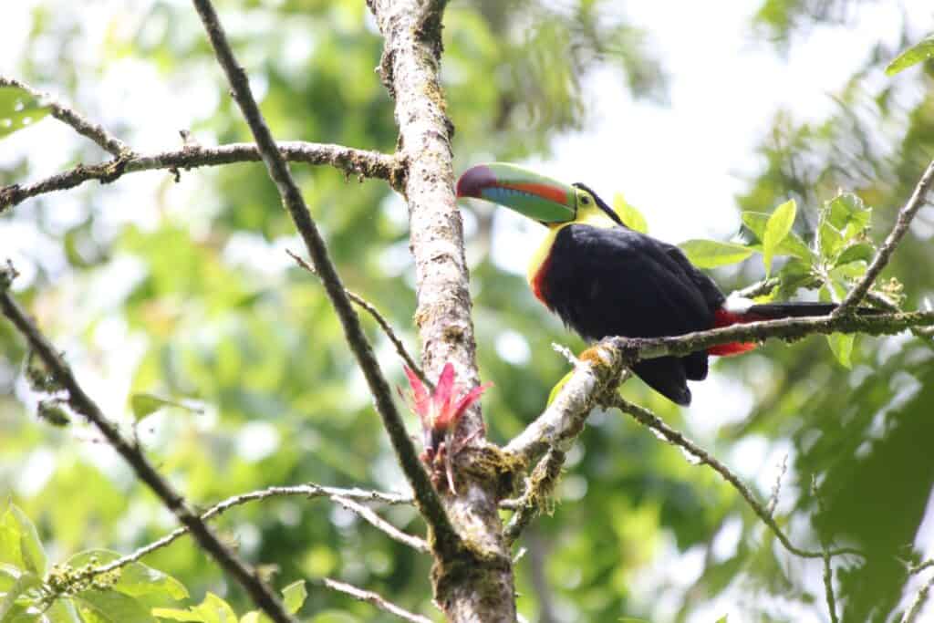 toucan in tree in costa rica