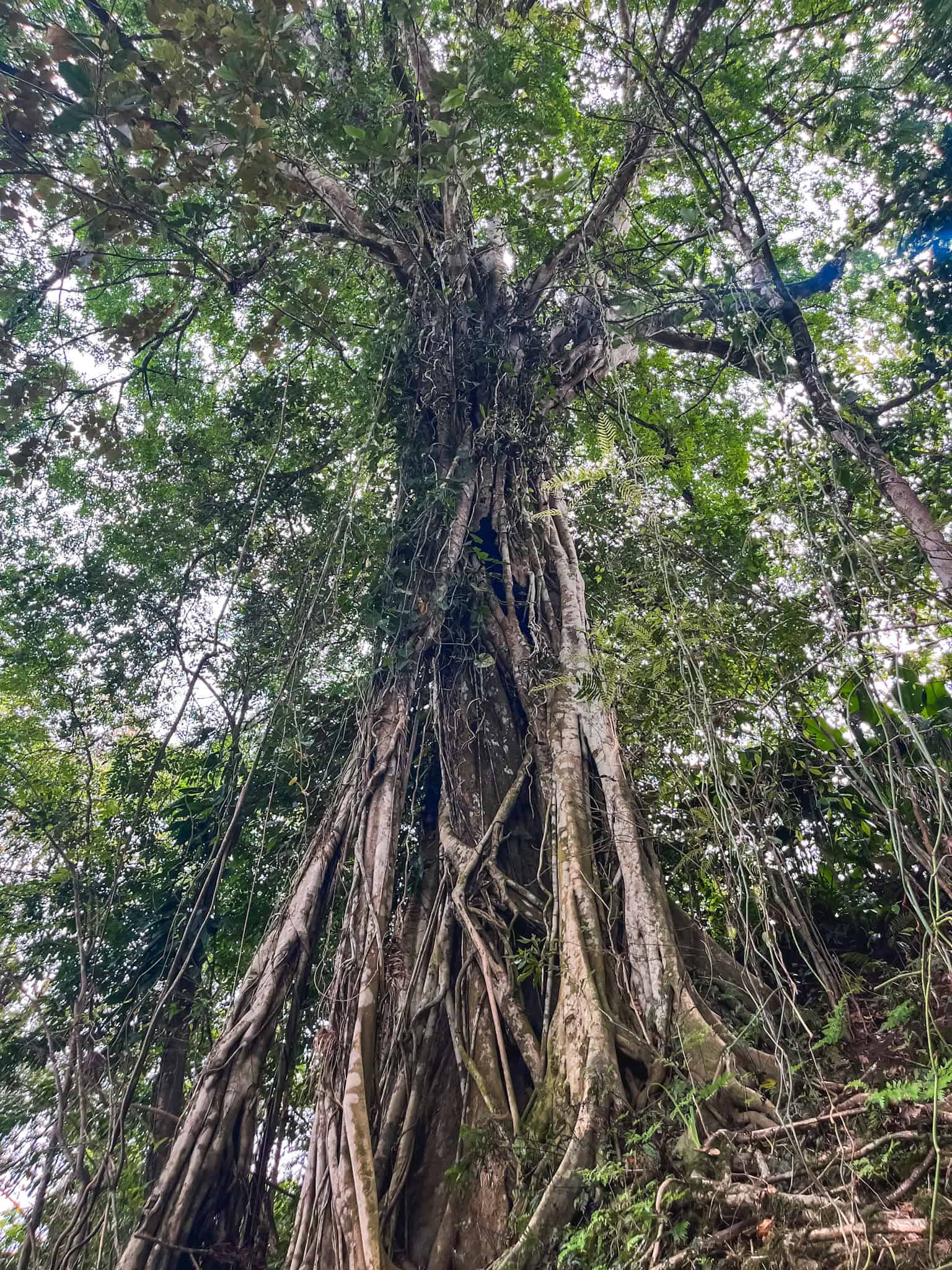 Towering rainforest tree with aerial roots along Peñas Blancas River in Costa Rica