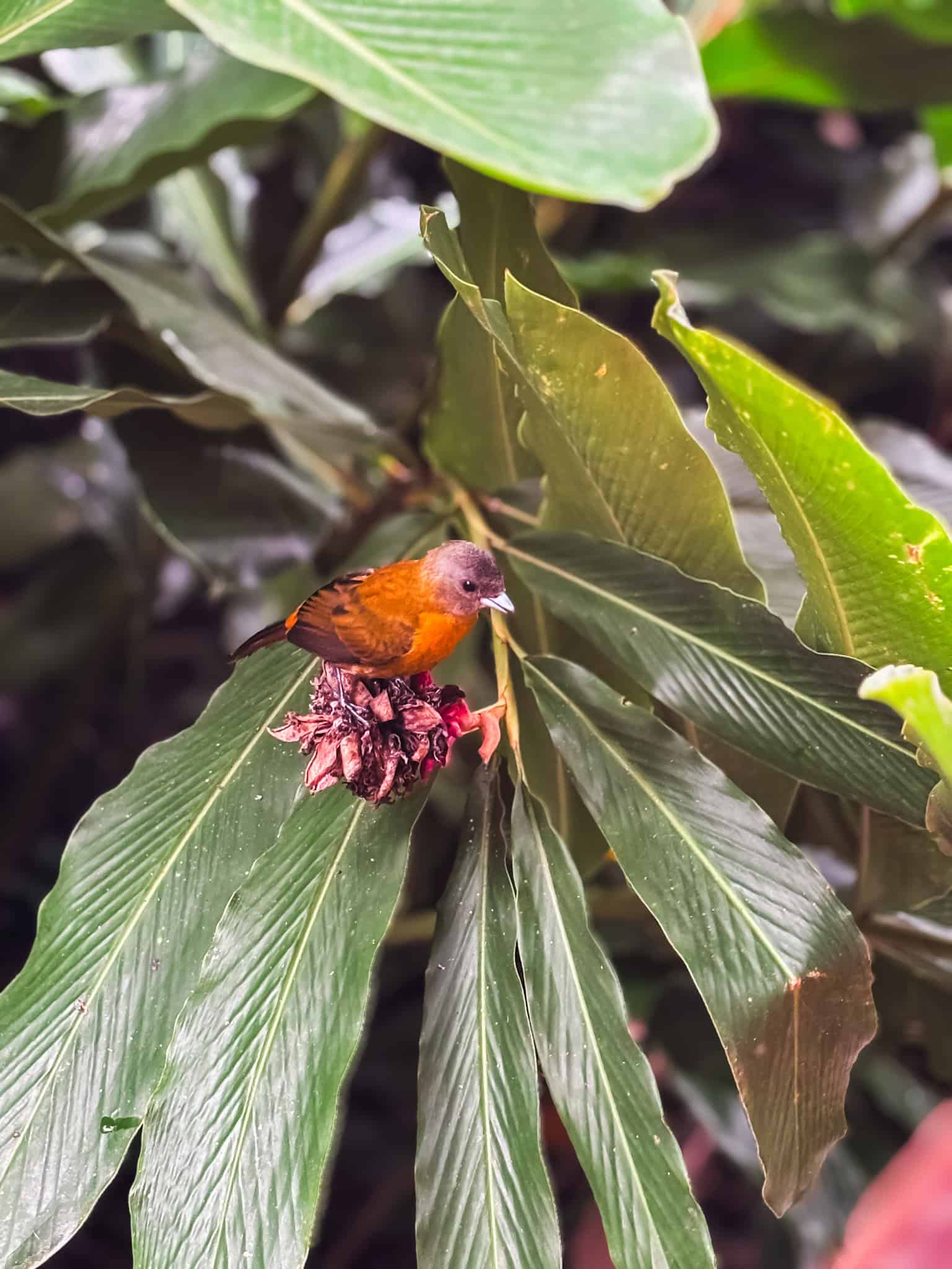 Tropical bird spotted at Arenal Manoa hotel, showing wildlife viewing opportunities where to stay in La Fortuna for nature lovers