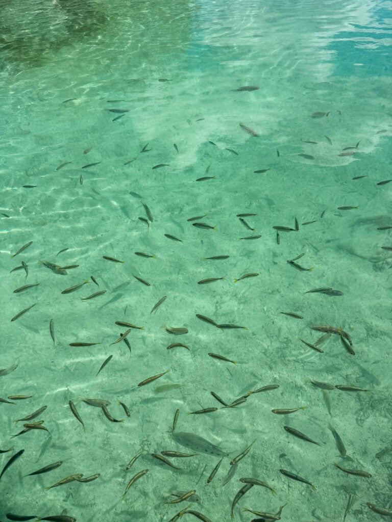 Dozens of small fish swimming in the crystal clear turquoise water at Los Rapidos Bacalar, visible from above through the shallow river channel over a sandy bottom