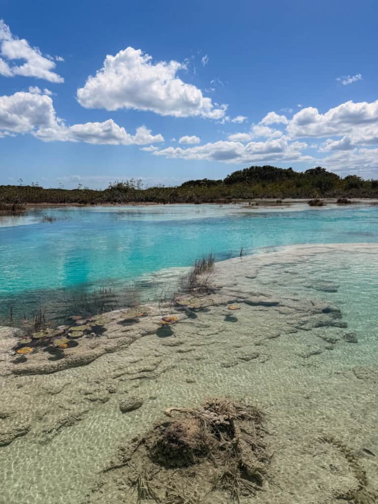 Crystal clear turquoise water at Los Rapidos Bacalar with stromatolites and lily pads visible through the shallow river channel, surrounded by mangroves under a bright blue sky