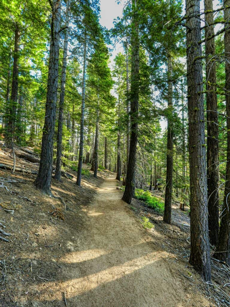 Sunlit dirt trail winding through tall pines on the Rubicon Trail, one of the best hikes for things to do in Tahoe in summer