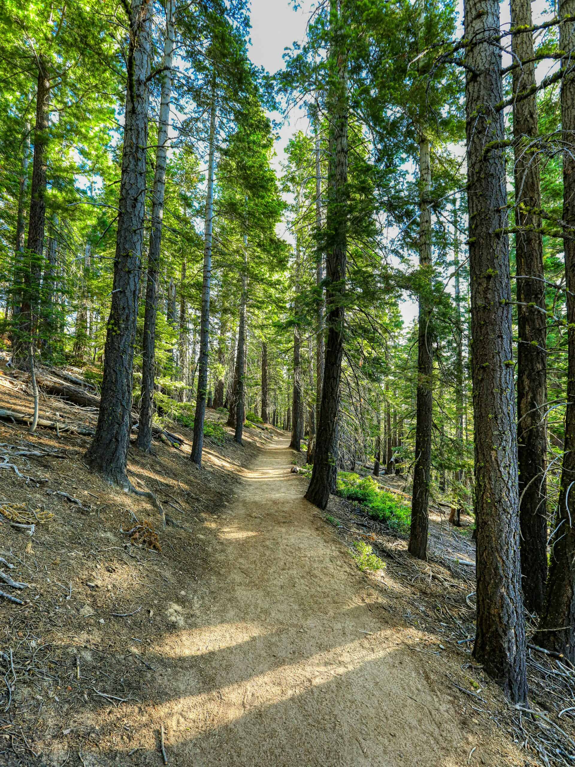 Sunlit dirt trail winding through tall pines on the Rubicon Trail, one of the best hikes for things to do in Tahoe in summer