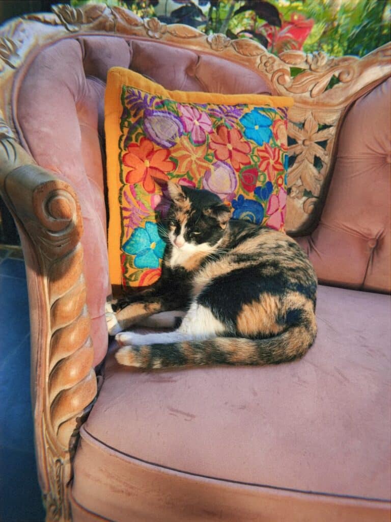 Calico cat curled up on a carved wooden armchair with a colorful embroidered floral pillow at a boutique hotel in Bacalar