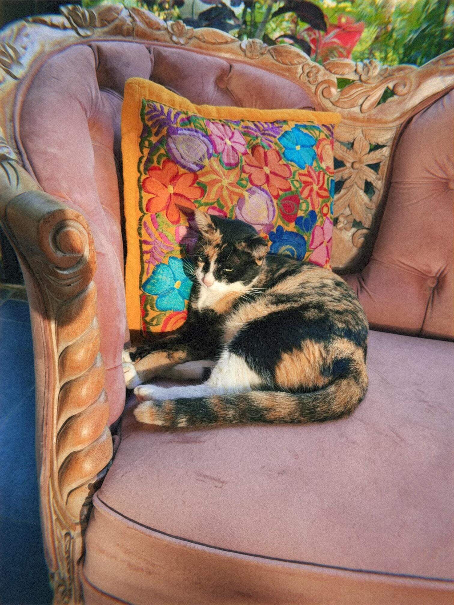 Calico cat curled up on a carved wooden armchair with a colorful embroidered floral pillow at a boutique hotel in Bacalar