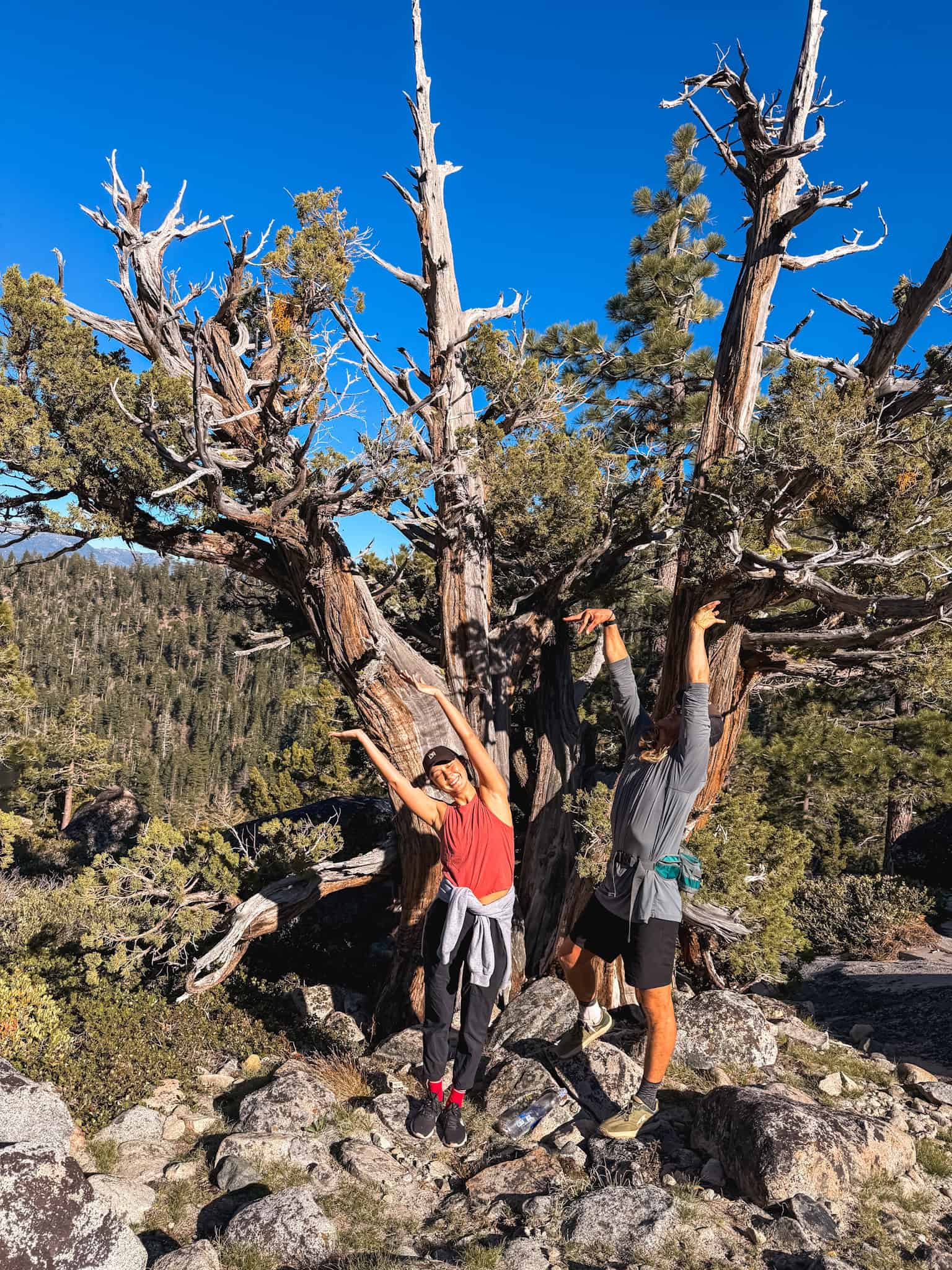 Two hikers posing playfully beside a massive ancient twisted tree on a lake tahoe hike along the Emerald Bay trail